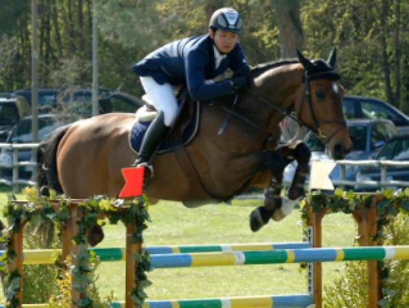 Successful Horses by Chambertin x Calypso I