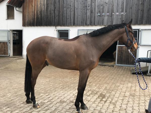 Erfolgspferde von Quidam de Revel  x Nekton