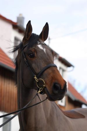 Erfolgspferde von Cascadello II x Lord Z