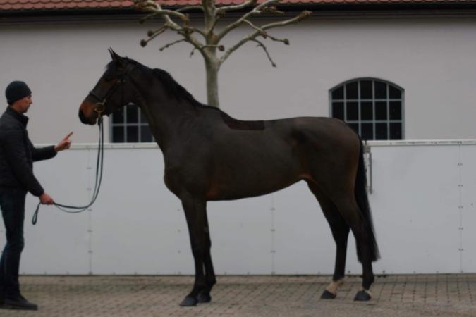 Erfolgspferde von Cascadello II x Singulord Joter