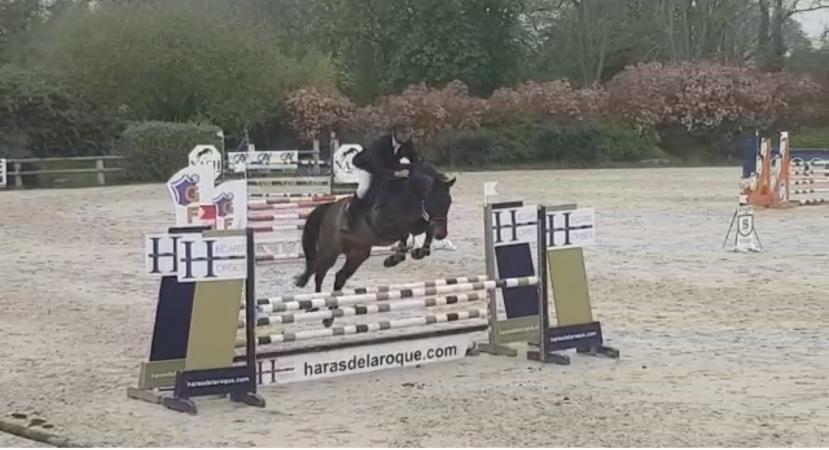 Erfolgspferde von Canturo x 