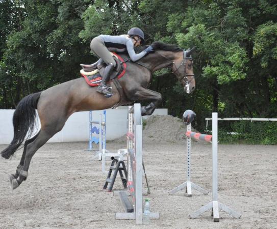 Erfolgspferde von Quiran  x Chin Champ