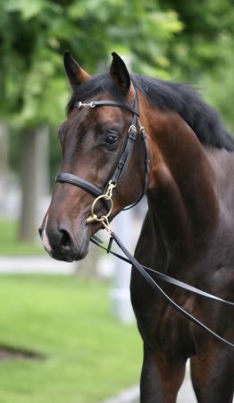 Successful Horses by Chapeau x Cascadello II