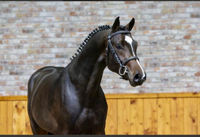 Springpferde von Grand Slam VDL x Up To Date 