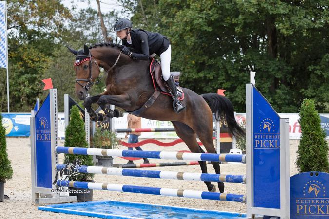 Springpferde von Comme il Fault x Copin v/d Broy 