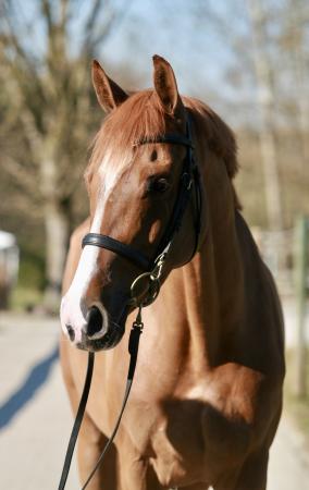 Springpferde von Tangelo v/d Zuuthoeve  x Casall 