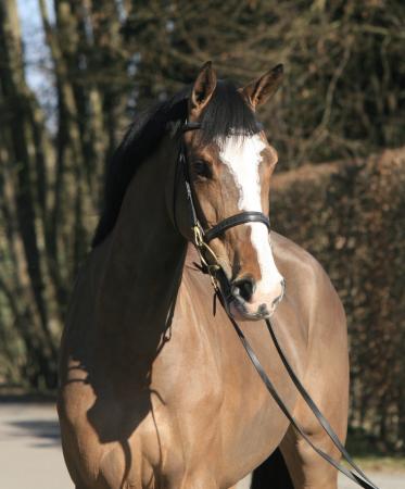Springpferde von Million Dollar  x Hermes de Lux 
