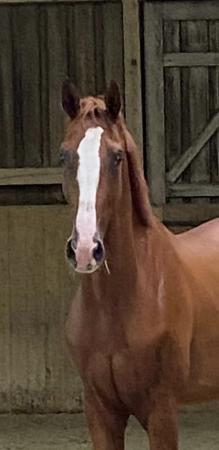 Springpferde von Dinken  x Hermes de Lux 